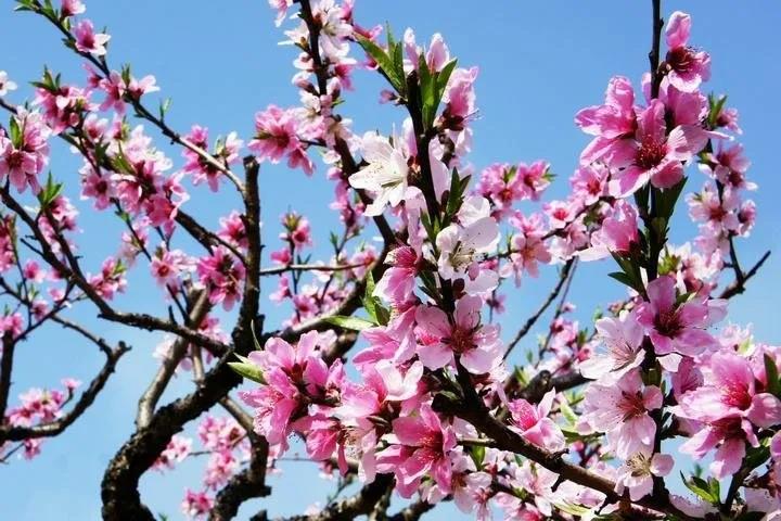 2020年三八妇女节，樱桃小视频在线看不一样！