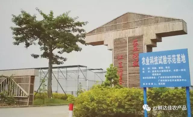 南沙农业生产樱桃视频大全免费
