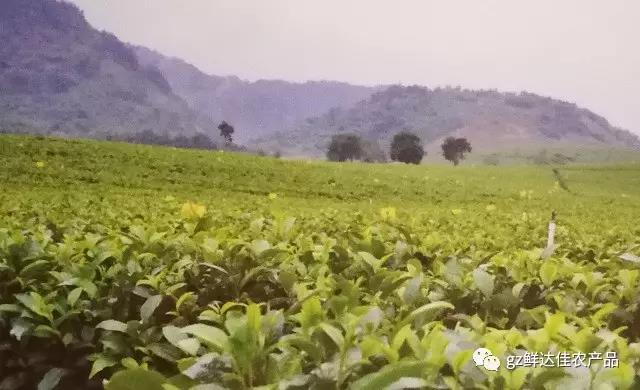 英德农业生产樱桃视频大全免费